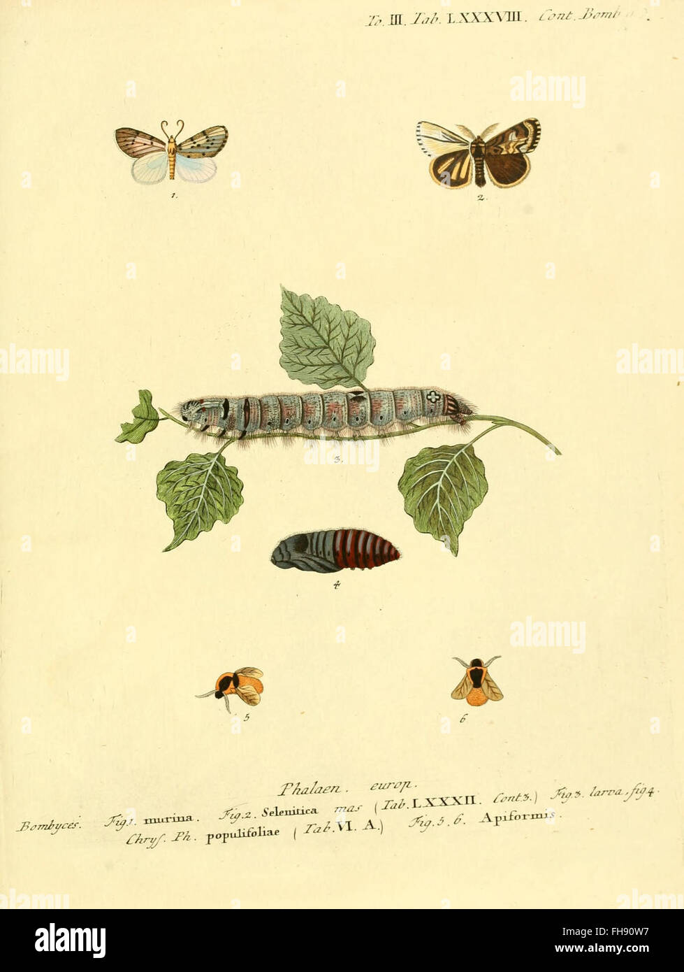 Farfalle d'Europa, lepidotteri, opere pittoriche, biblioteche Smithsonian Foto Stock