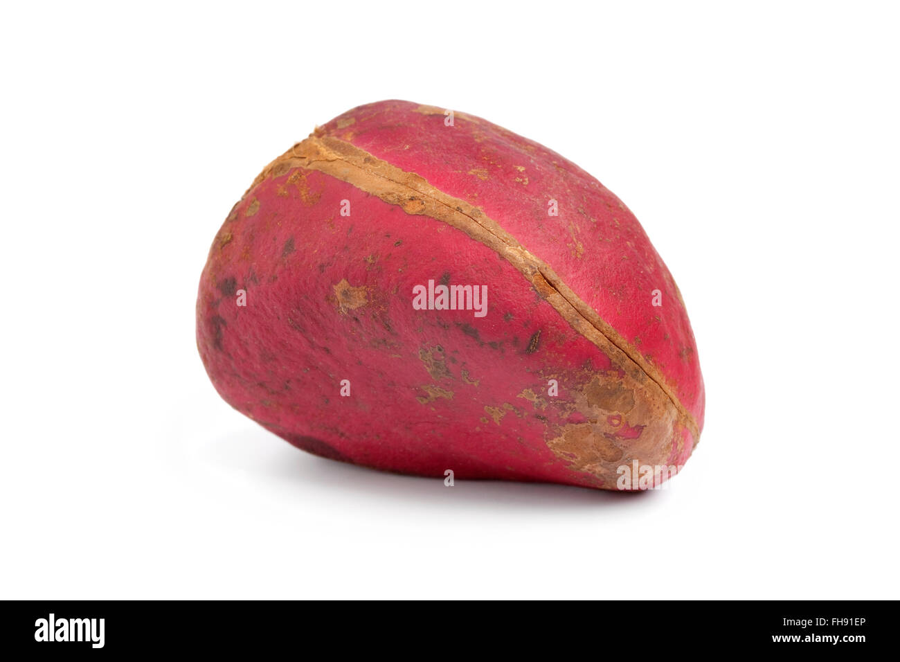 Tutto il singolo dado di Kola close up su sfondo bianco Foto Stock