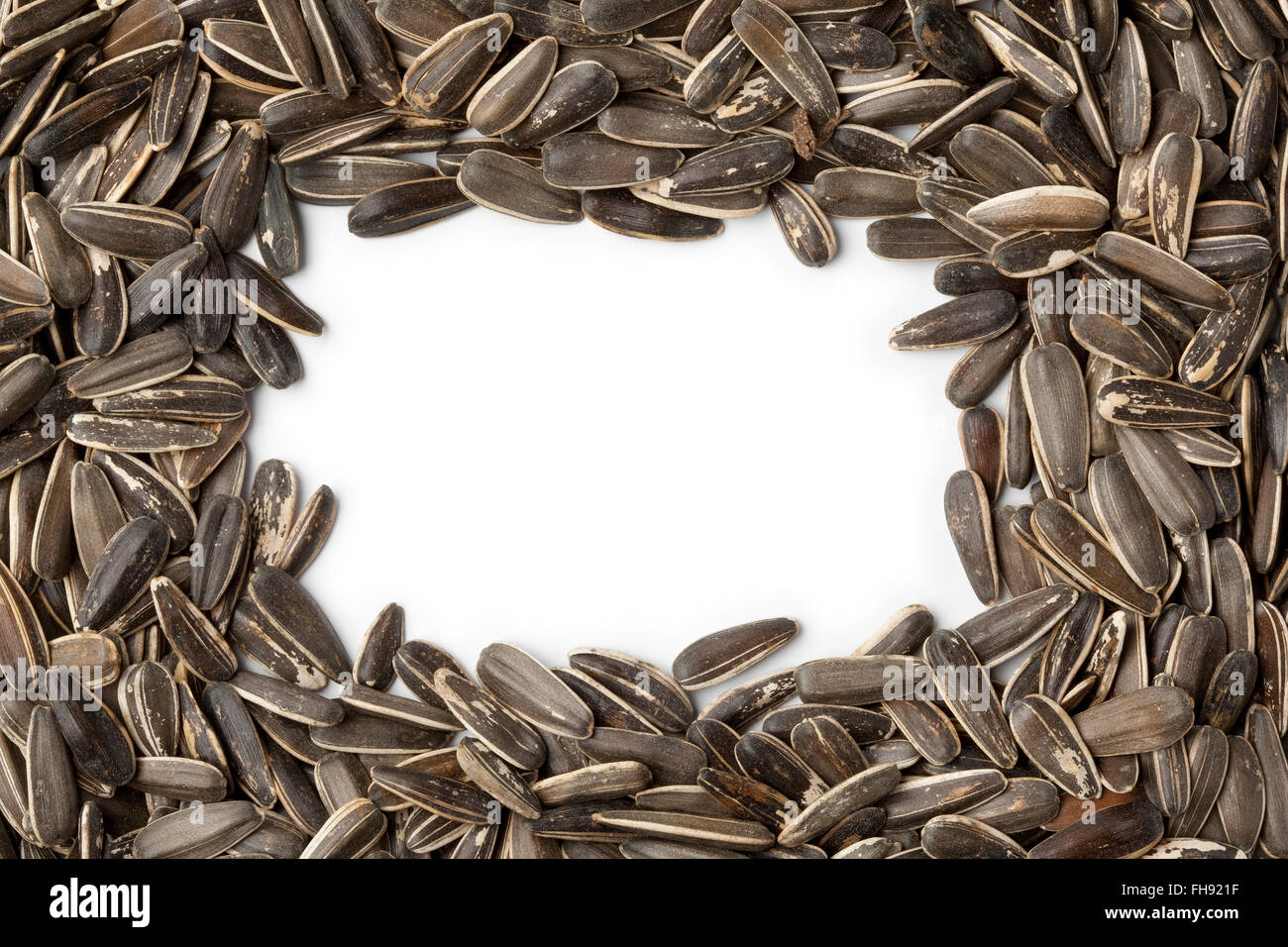 Telaio del fresco semi di girasole Foto Stock