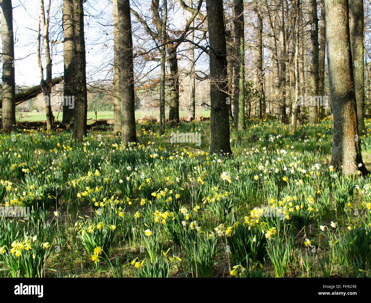 Yellow Daffodils crescita selvaggia tra una zona boscosa. Foto Stock
