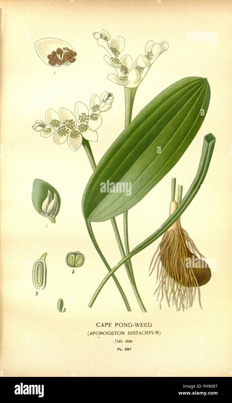 illustrazioni cromolitografiche del xix secolo, floricoltura, piante ornamentali, fiori da giardino, piante da serra, illustrazioni botaniche, libri di fiori del XIX secolo, giardino botanico del Missouri, biblioteca Peter H. Raven, floricoltura francese, stampe botaniche, identificazione dei fiori Foto Stock