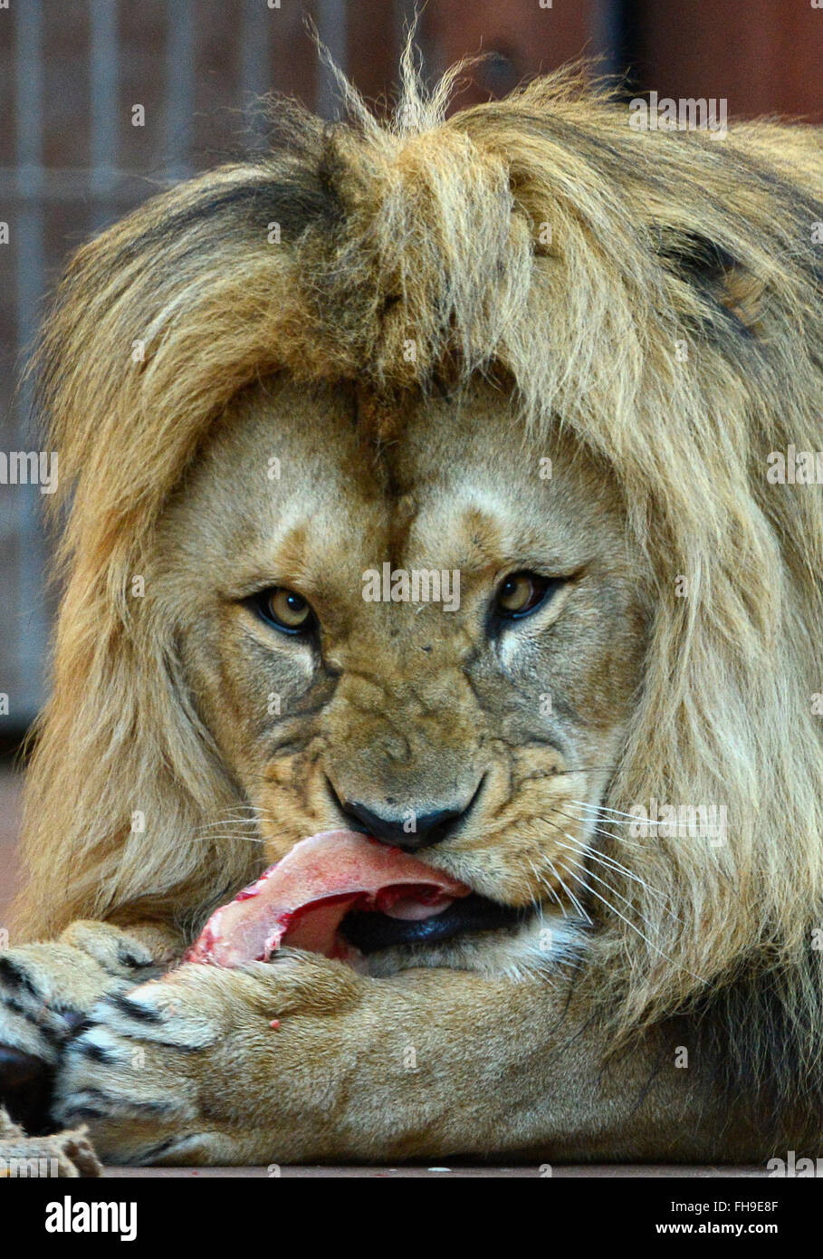 Erfurt, Germania. 24 Febbraio, 2016. Joco l'atlas lion (Panthera leo leo) mangiare un pezzo di carne di manzo sul suo quinto compleanno presso il Thueringer Zoopark a Erfurt, Germania, 24 febbraio 2016. Foto: Martin Schutt/dpa/Alamy Live News Foto Stock