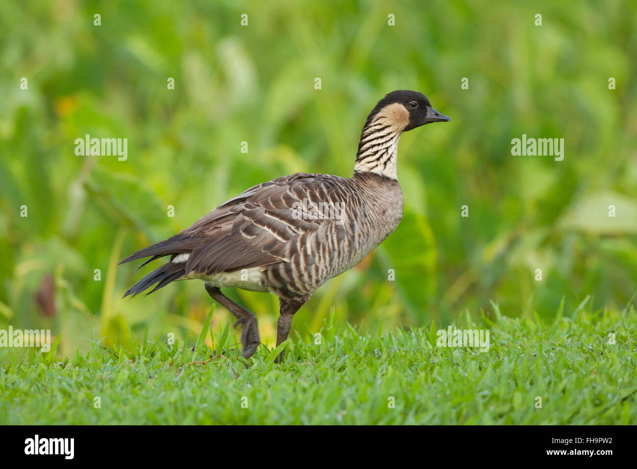 Oca hawaiana o Nene (Branta sandvicensis), Selvaggi Hanalei National Wildlife Refuge, Kauai, Hawaii Foto Stock