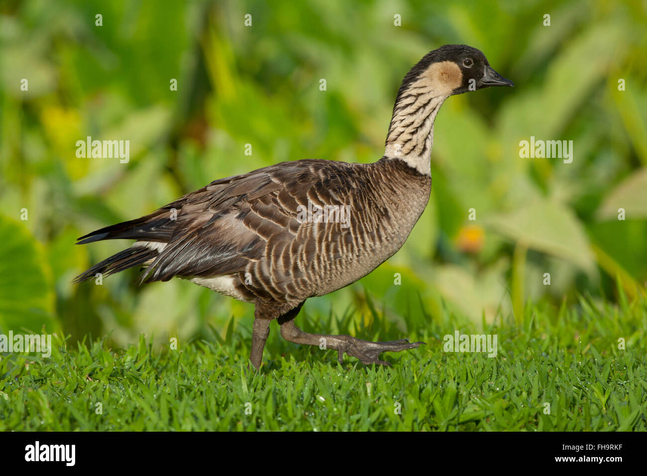 Oca hawaiana o Nene (Branta sandvicensis), Selvaggi Hanalei National Wildlife Refuge, Kauai, Hawaii Foto Stock