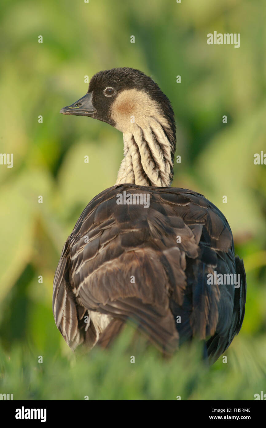Oca hawaiana o Nene (Branta sandvicensis), Selvaggi Hanalei National Wildlife Refuge, Kauai, Hawaii Foto Stock