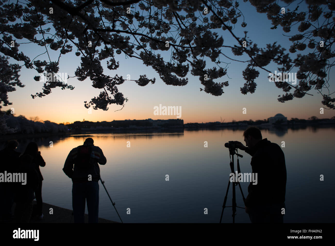 WASHINGTON DC: I ciliegi sagomati incorniciano una vista sul bacino delle maree mentre fotografi e visitatori si radunano all'alba. Il Jefferson Memorial è visibile sulla riva lontana durante la fioritura annuale, che ha origine da alberi donati dal Giappone nel 1912. Foto Stock