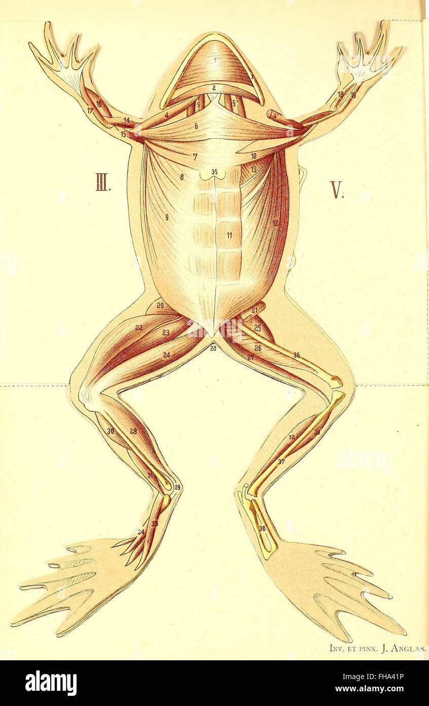 Les animaux de laboratoire - la grenouille (anatomia e dissezione) - animali da laboratorio, anatomia e dissezione delle rane presso la Field Museum Library. Foto Stock