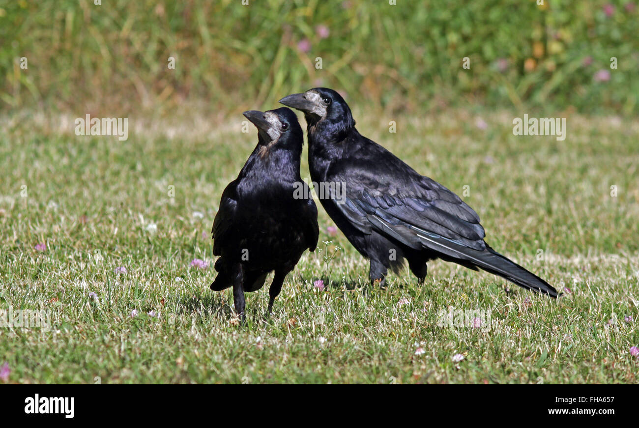 Coppia di Rooks, Corvus frugilegus in piedi insieme sul prato Foto Stock