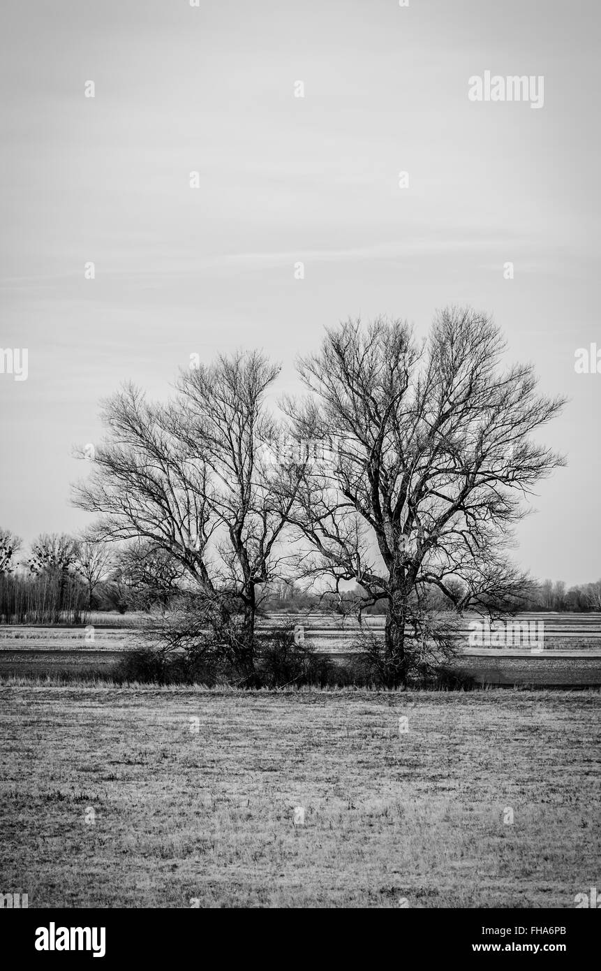 Due alberi di scuro in campagna Foto Stock