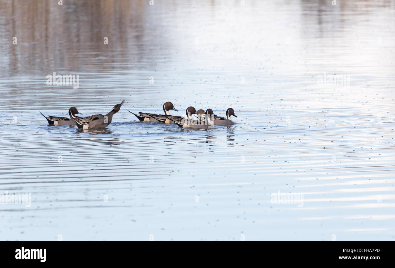 Northern pintail, 6 maschi a caccia di una femmina, Vancouver BC Canada Foto Stock