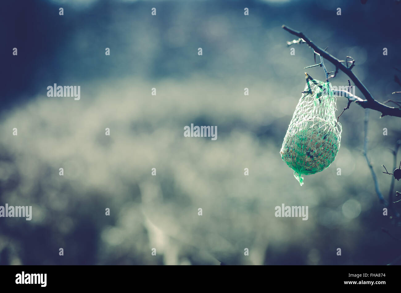 Alimentatore per volatili di un ramoscello di albero Foto Stock