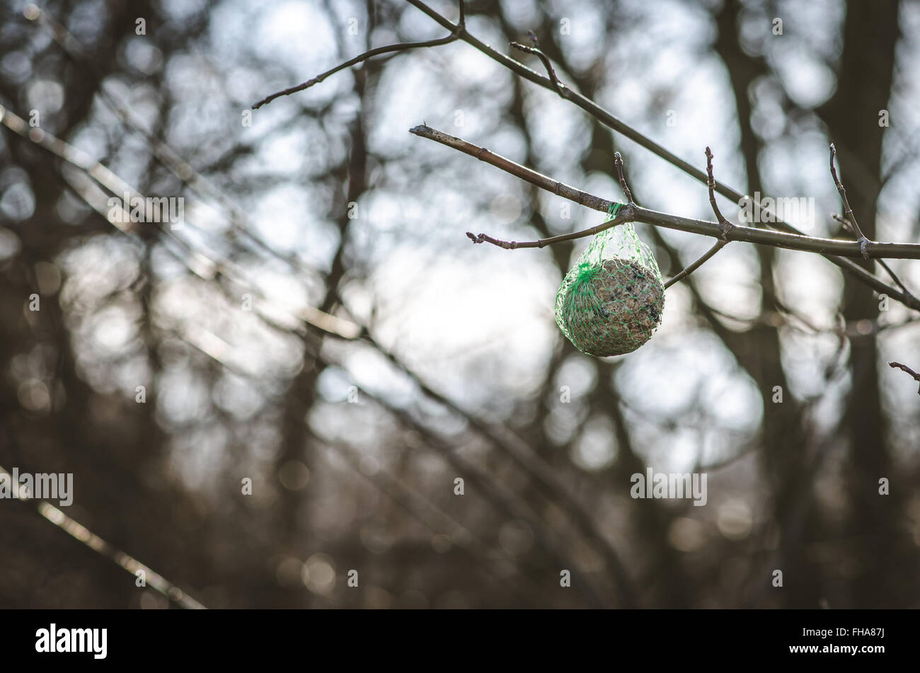 Alimentatore per volatili di un ramoscello di albero Foto Stock