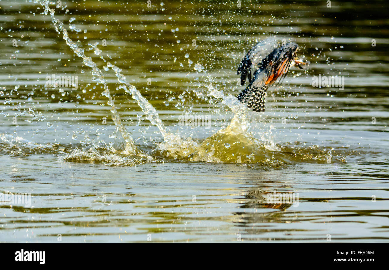 Di inanellare Kingfisher emergente dal fiume con un pesce Foto Stock