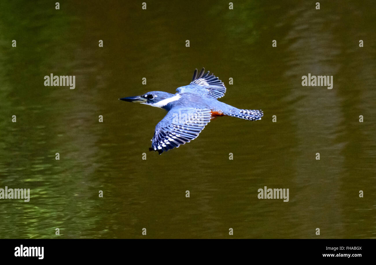 Di inanellare Kingfisher in volo Foto Stock