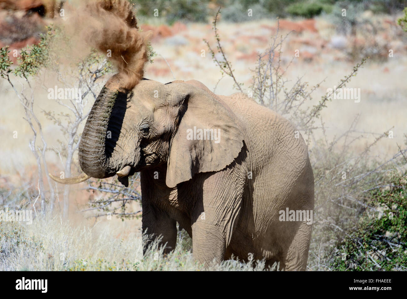 Elefante africano avente un bagno di polvere Foto Stock