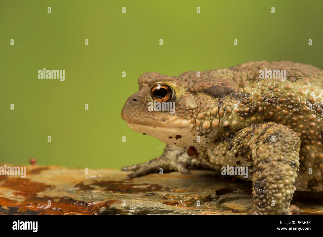 Macro occhi rospo immagini e fotografie stock ad alta risoluzione - Alamy