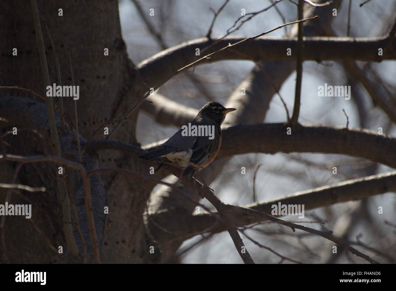 American robin a Montrose il santuario degli uccelli. Chicago Illinois Foto Stock