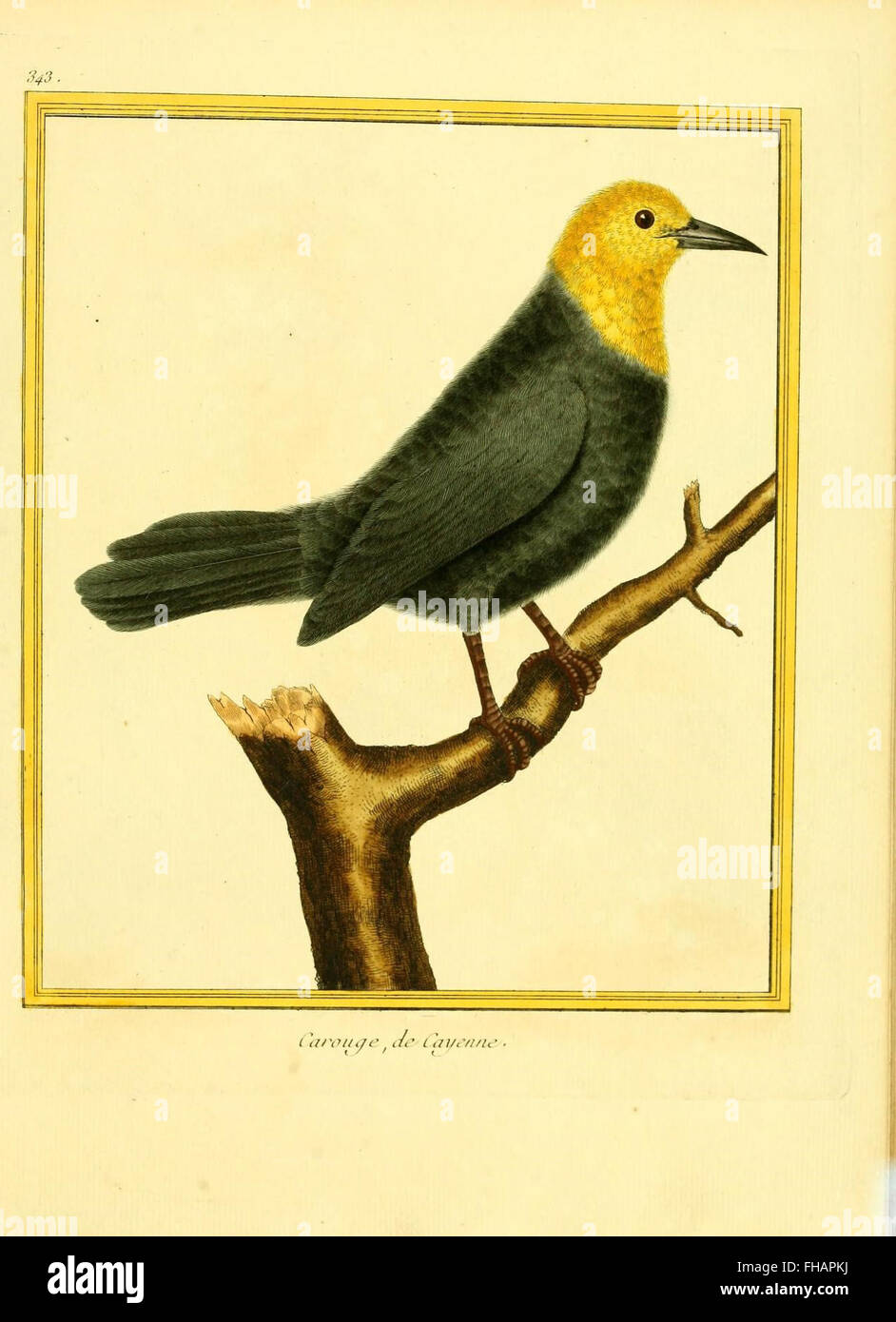 Birds Pictorial Works Smithsonian Libraries Zoology Foto Stock