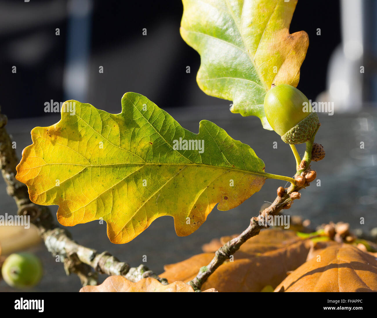 Acorn e le foglie in autunno Sun Foto Stock