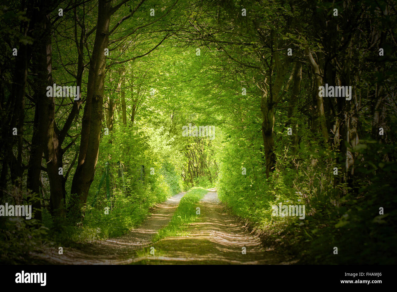 Magic sentiero forestale Foto Stock