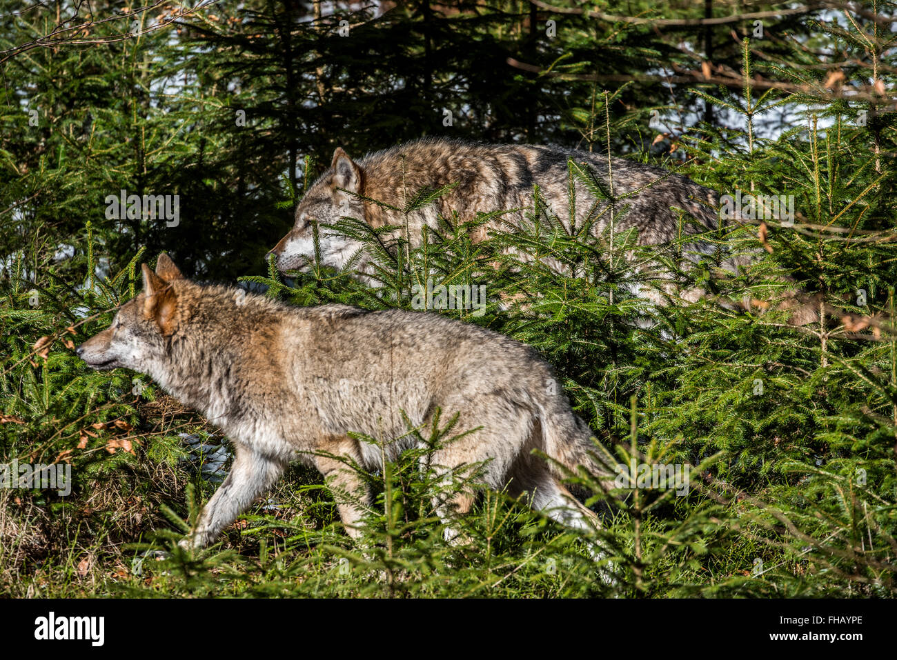 Due lupi grigi / lupo grigio / legname lupo (Canis lupus) caccia in una densa foresta di pini Foto Stock