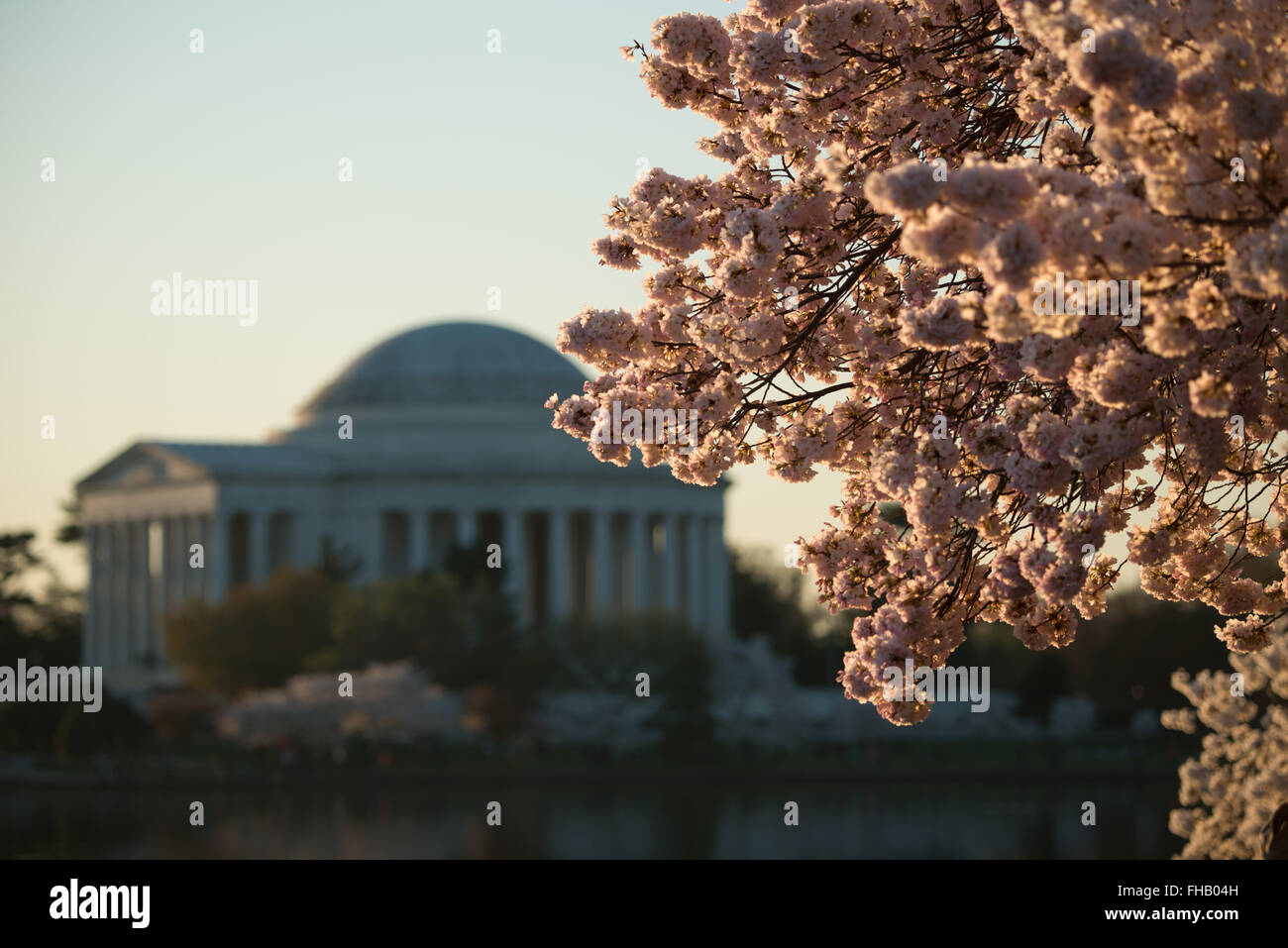 WASHINGTON DC - i fiori di ciliegio sono illuminati da una luce calda lungo il bacino delle maree, con il Jefferson Memorial visibile sullo sfondo. Gli alberi in fiore, originariamente un regalo dal Giappone nel 1912, sono al centro dell'annuale National Cherry Blossom Festival. Il memoriale onora Thomas Jefferson, il terzo presidente degli Stati Uniti. Foto Stock