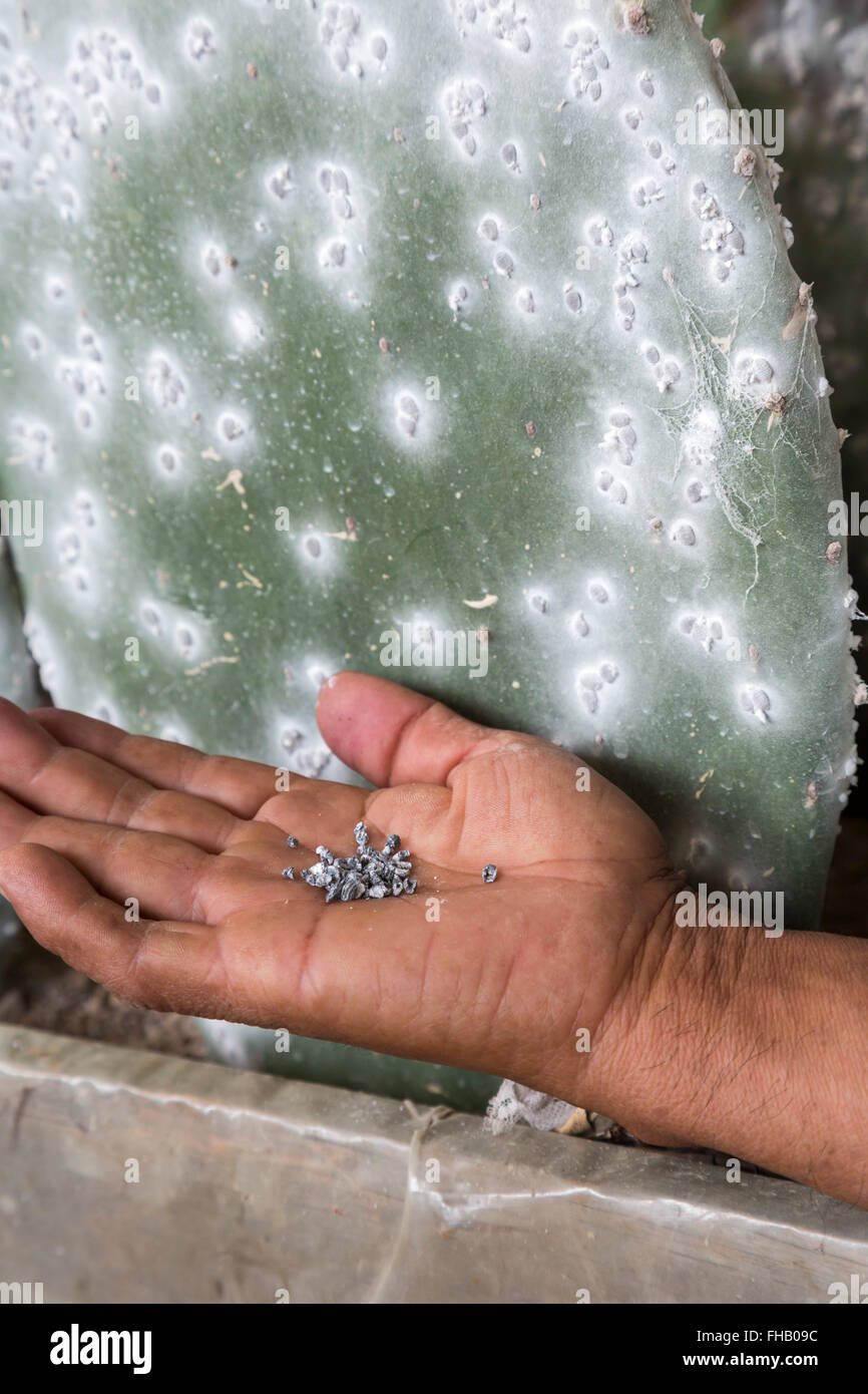 San Bartolo Coyotepec, Oaxaca, Messico - Rancho La Nopalera, una fattoria che solleva la cocciniglia bug per rendere naturale colorante carminio. Foto Stock