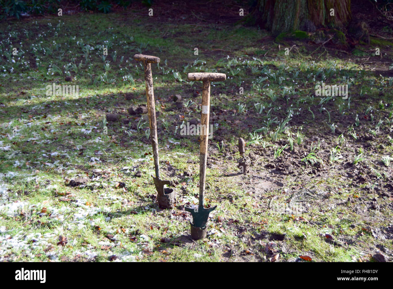 Due piantagione picche tra appena piantato snowdrops in un giardino Foto Stock