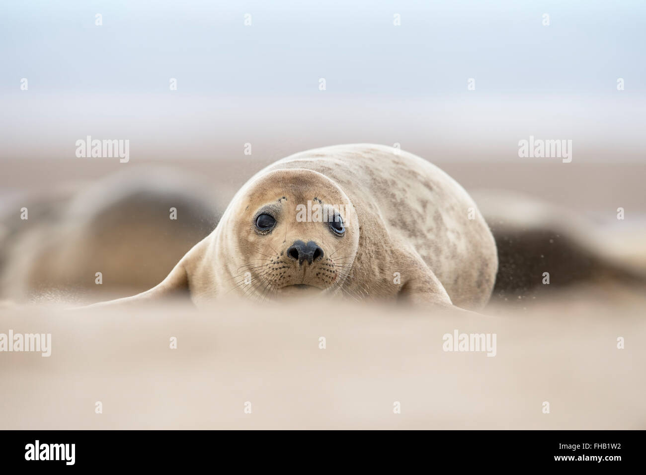 Atlantico guarnizione grigio Pup (Halichoerus grypus) Foto Stock