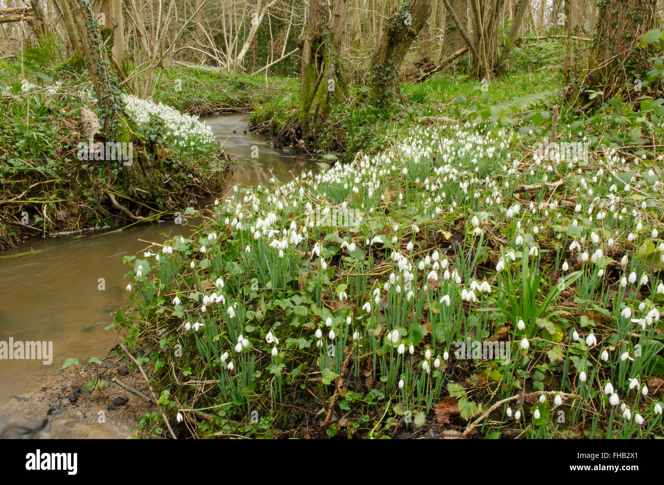 Snowdrop (Galanthus nivalis) ammassato nella vecchia hazel ceduo nelle vicinanze del Petworth, West Sussex, Regno Unito. Febbraio. Foto Stock