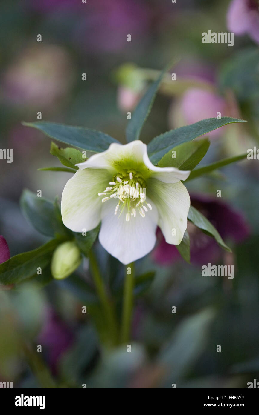 Hellebores fioritura in giardino nel tardo inverno. Foto Stock