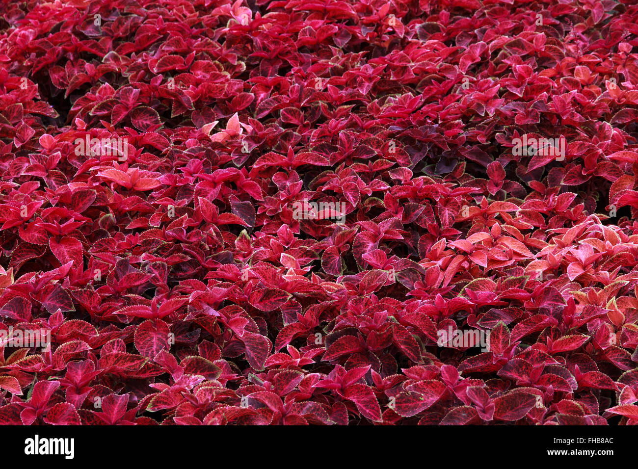 Rosso vibrante Coleus utilizzati come decorazione la copertura del terreno, Nong Nooch, Pattaya, Thailandia. Foto Stock