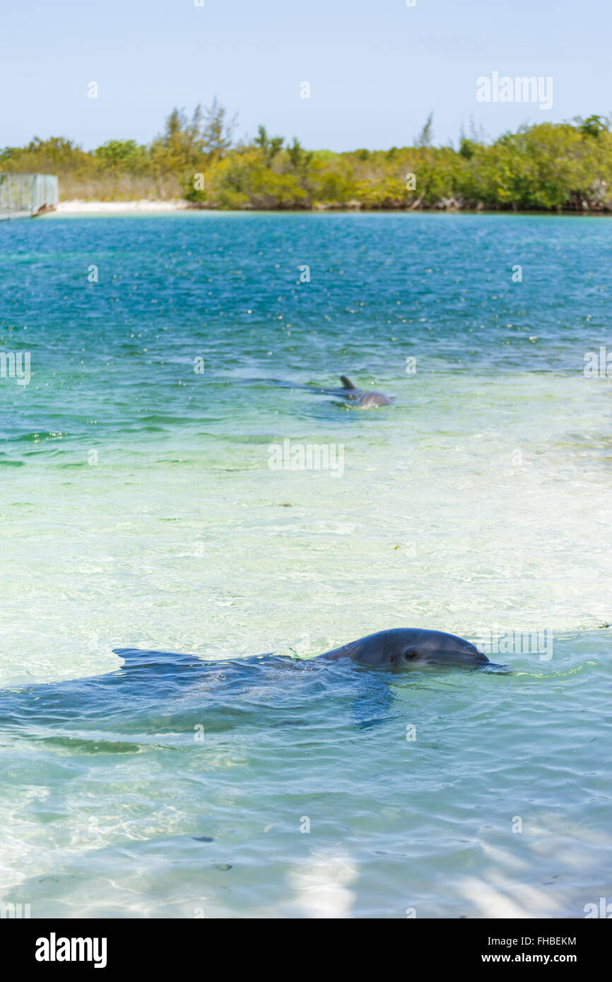 I delfini nel mar dei Caraibi. Cayo Largo Foto Stock