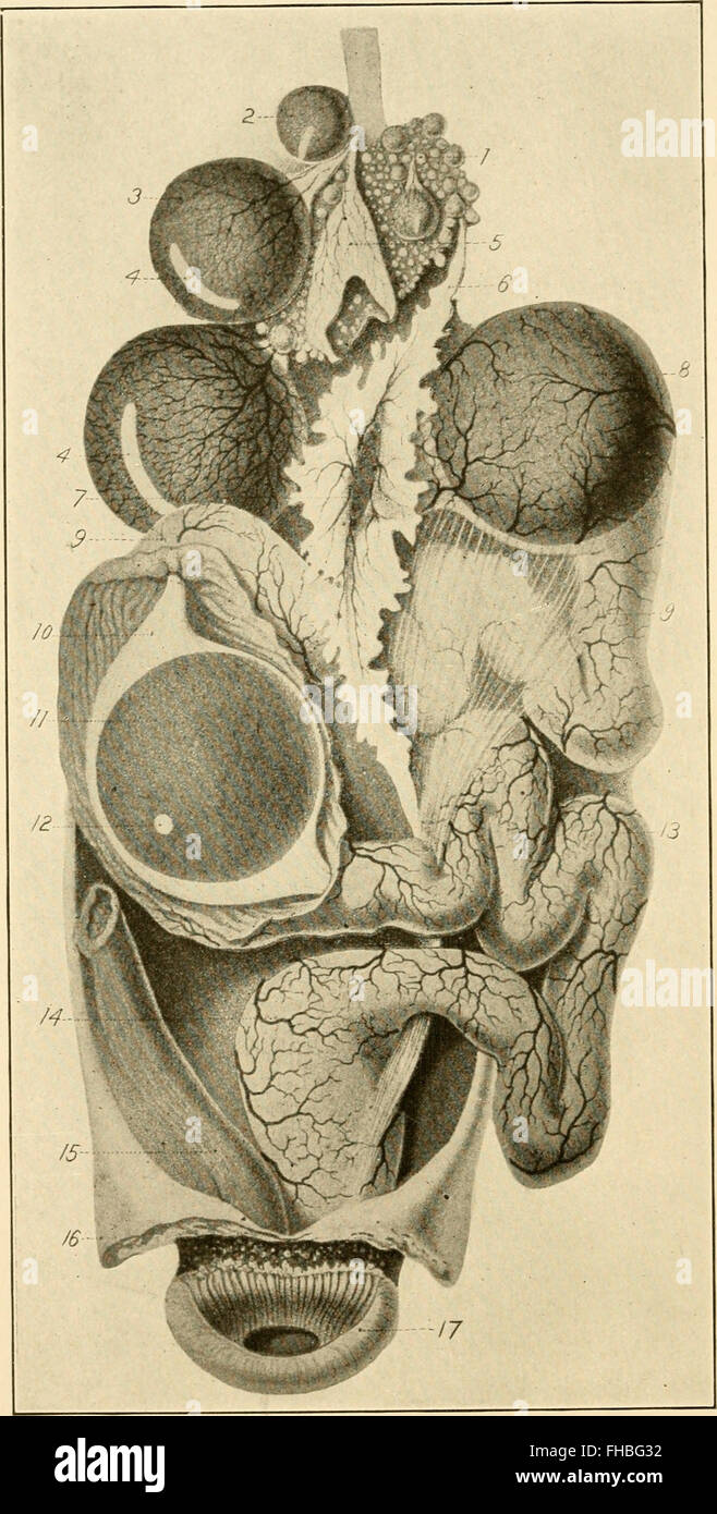 Lo sviluppo del pulcino; un introduzione alla embriologia (1908) Foto Stock