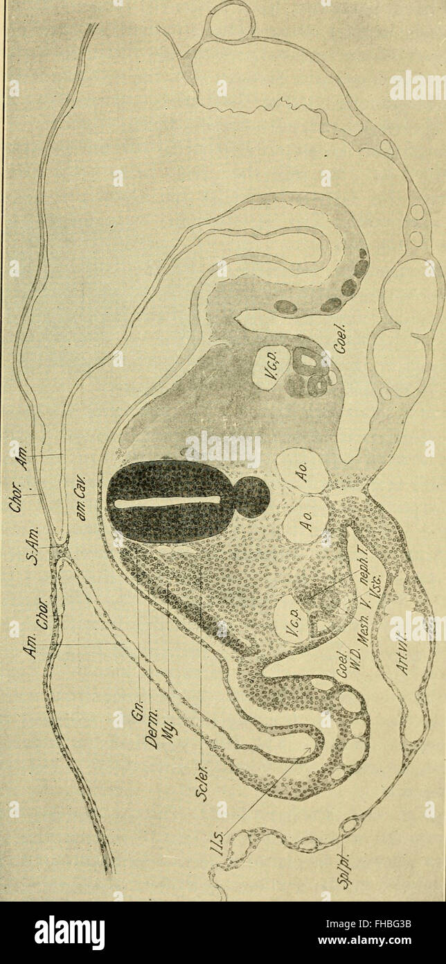 Lo sviluppo del pulcino - una introduzione alla embriologia (1936) Foto Stock