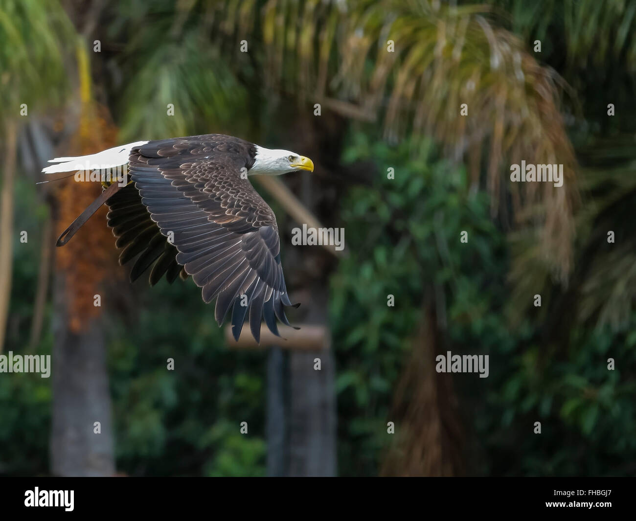 Aquila calva (Haliaeetus leucocephalus) Foto Stock