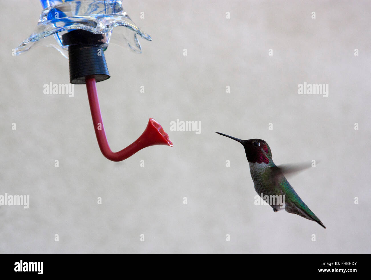 Hummingbird passando a un alimentatore Foto Stock
