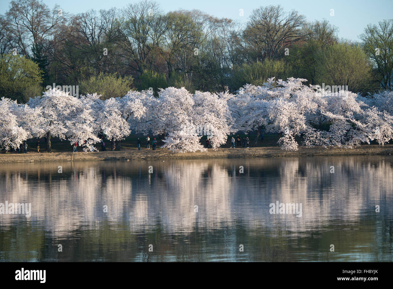 WASHINGTON DC - i ciliegi fioriscono al culmine della fioritura costeggiano le rive del bacino delle maree, con i loro riflessi visibili nell'acqua. Gli alberi in fiore, un dono del Giappone nel 1912, sono al centro dell'annuale National Cherry Blossom Festival. Foto Stock