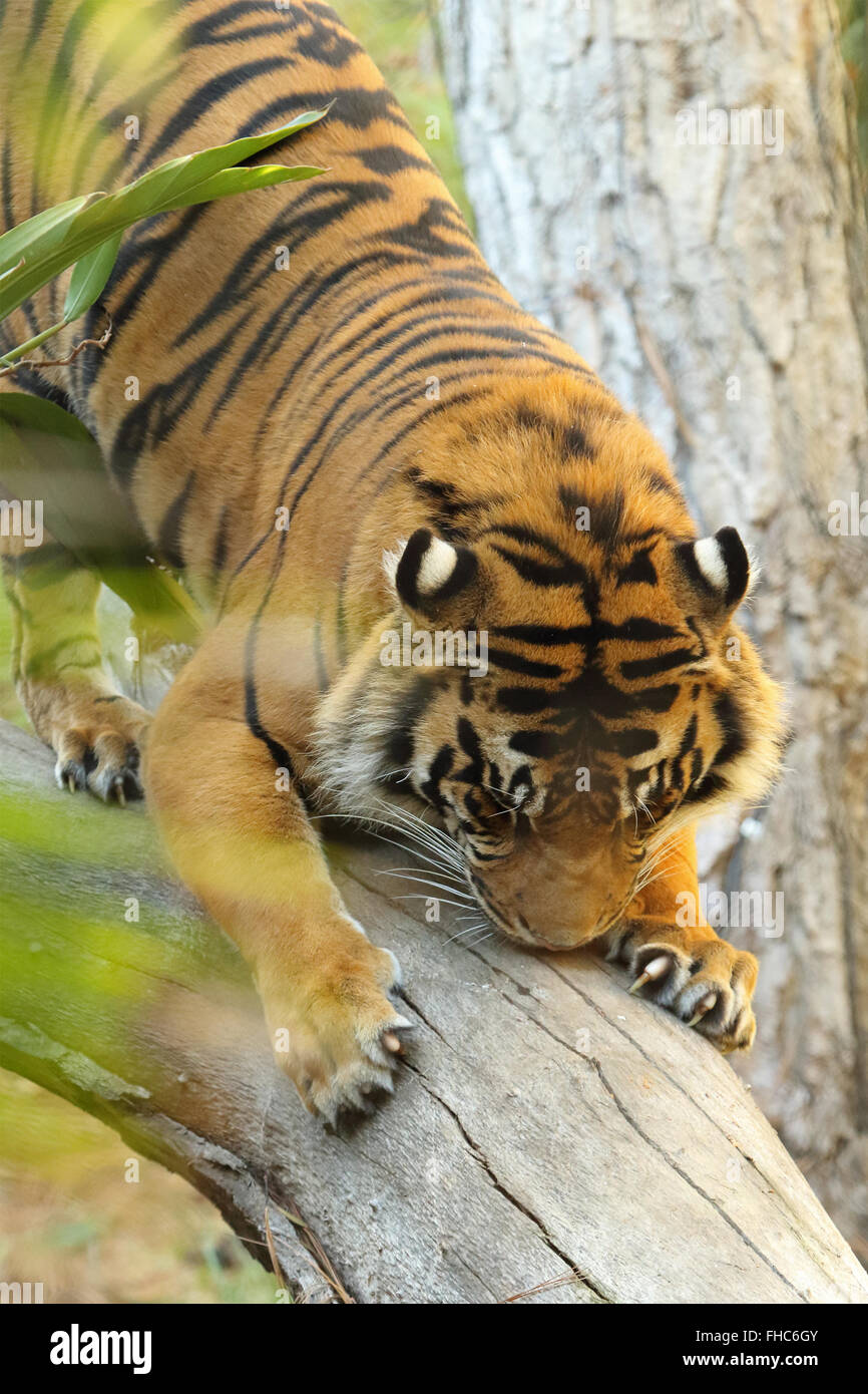 Una tigre odorare un profumo Contrassegnare e marcare con i suoi artigli. Foto Stock