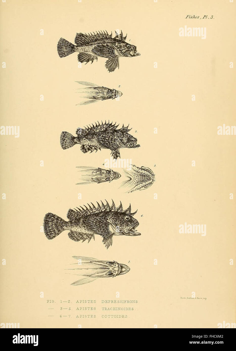The Zoology of the Voyage of H.M.S. Samarang, sotto il comando del capitano Sir Edward Belcher, C.B., F.R.A.S., F.G.S., durante gli anni 1843-1846, 1799-1877 Belcher, Edward, Oceania Samarang (nave: 1843-1846) Sir, Smithsonian Institution Libraries Zoology Foto Stock