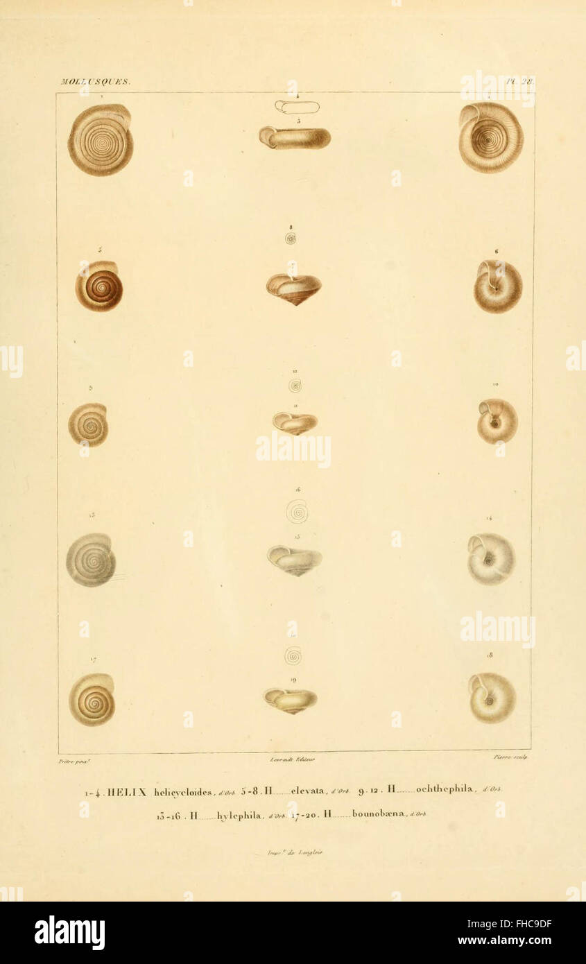 Un diario di viaggio che descrive in dettaglio il viaggio attraverso il Sud America, con descrizioni dei paesaggi, delle persone e delle culture incontrate lungo il tragitto. L'opera è ospitata nella Ernst Mayr Library e si concentra sull'esplorazione sudamericana. Foto Stock