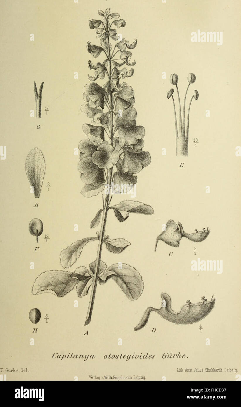 Botanische JahrbC3BCcher fC3BCr Systematik, Pflanzengeschichte und Pflanzengeographie (1896) Foto Stock