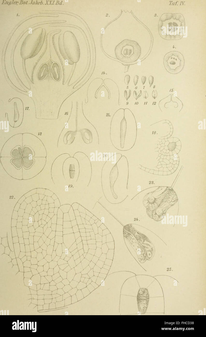 Botanische JahrbC3BCcher fC3BCr Systematik, Pflanzengeschichte und Pflanzengeographie (1896) Foto Stock