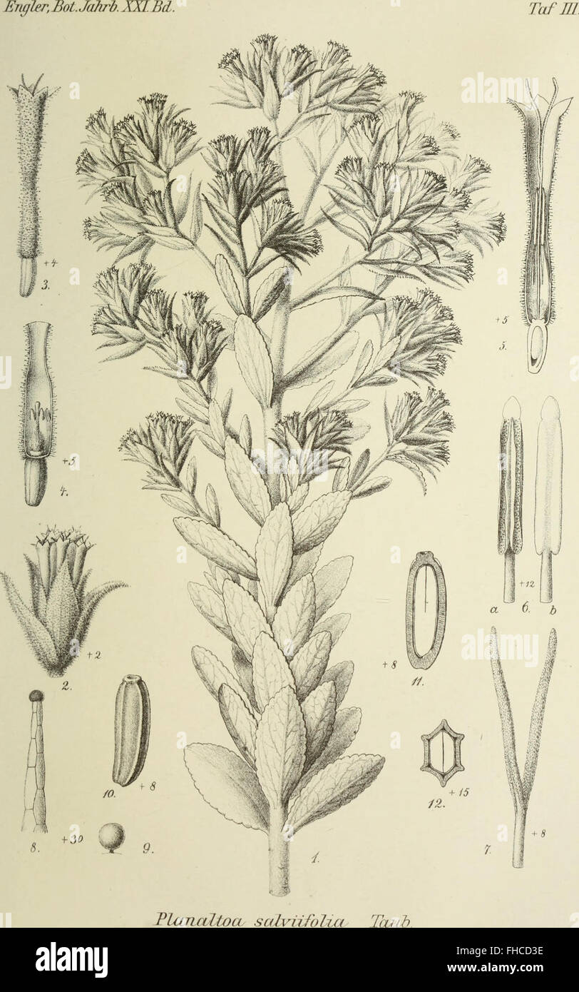Botanische JahrbC3BCcher fC3BCr Systematik, Pflanzengeschichte und Pflanzengeographie (1896) Foto Stock