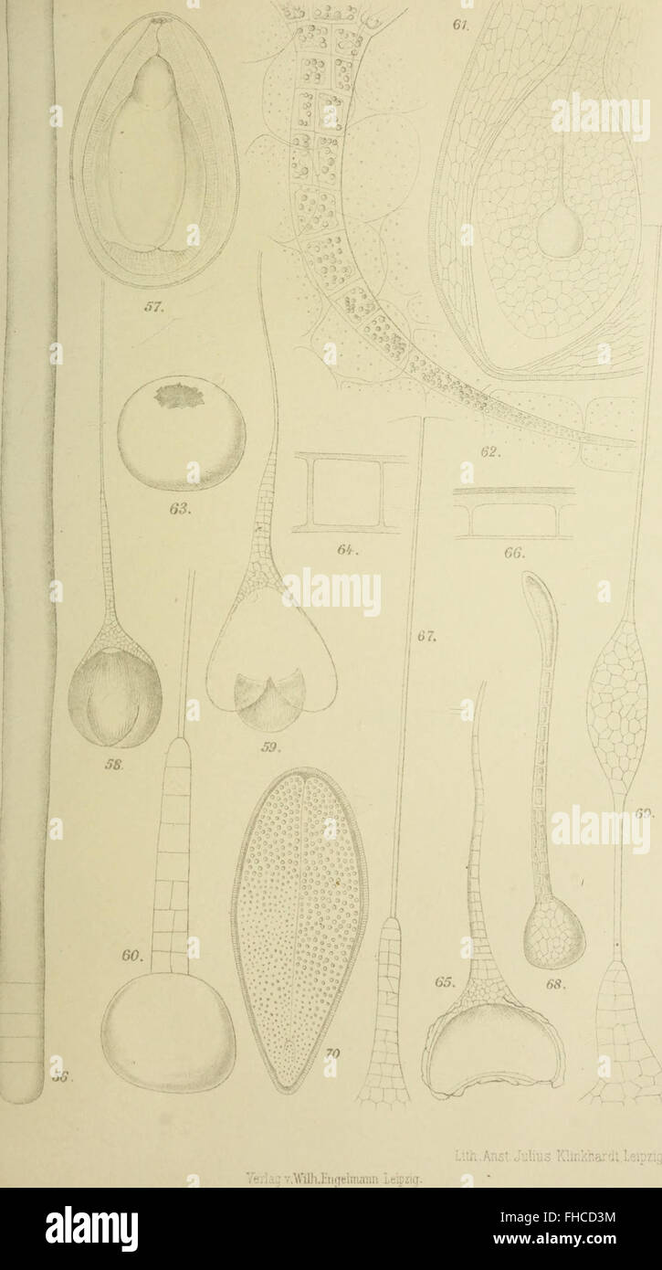 Botanische JahrbC3BCcher fC3BCr Systematik, Pflanzengeschichte und Pflanzengeographie (1896) Foto Stock