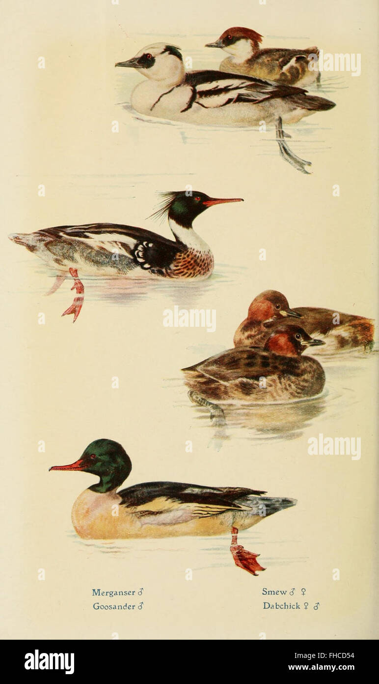 Uccelli britannici nei loro stregoni, uccelli, Gran Bretagna, Smithsonian Libraries Foto Stock