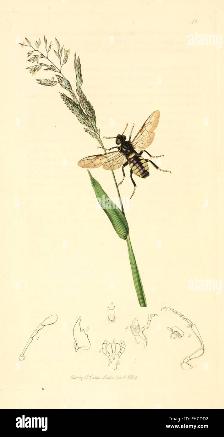 Botanica Great Britain Pictorial Works Smithsonian Libraries Foto Stock