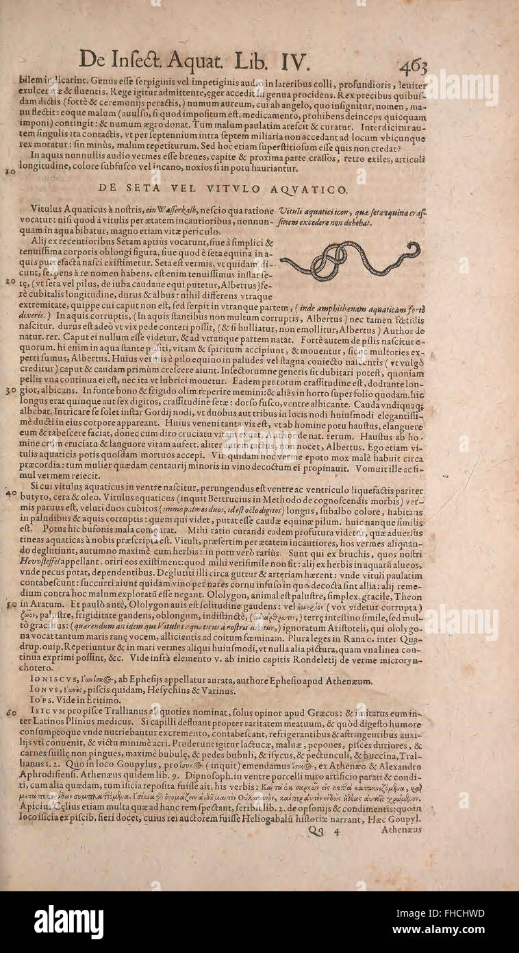 Uno studio dettagliato di Conrad Gesner su pesci e molluschi, esplorando la loro storia naturale prima dei sistemi formali di classificazione di Linneo. Foto Stock