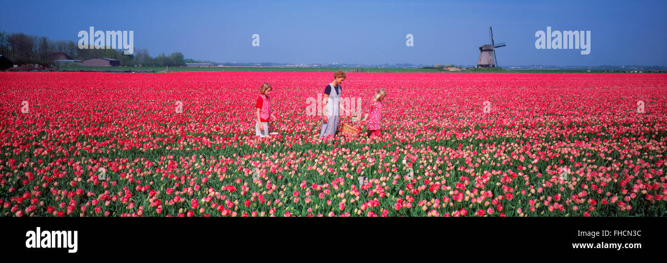 Immagine panoramica della madre e le sue figlie in un campo di tulipani rossi vicino a Alkmaar con mulino a vento in Olanda Foto Stock