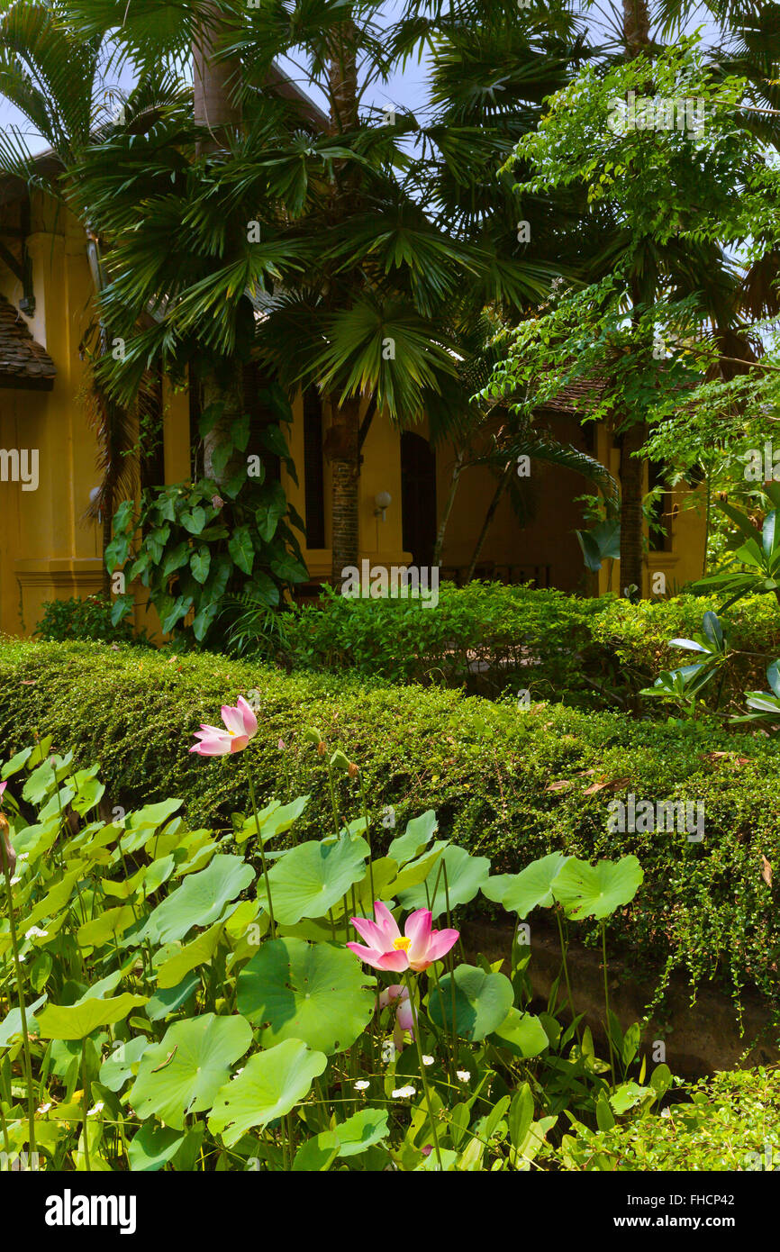 Fioritura di fiori di loto nel giardino di Auberge fatto storico Khone home su DON KON ISLAND - Southern, LAOS Foto Stock